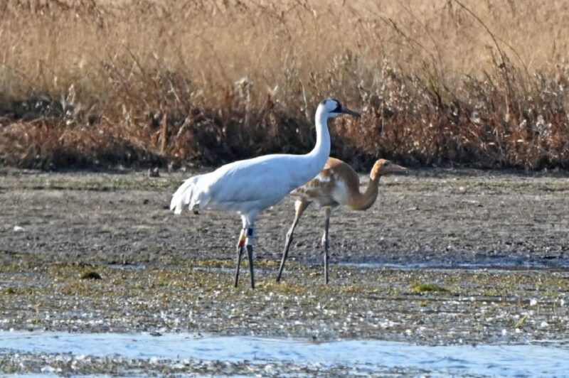 Saskatoon, Canada: 8-Hour Tour to View Whooping Cranes - Accessibility and Communication