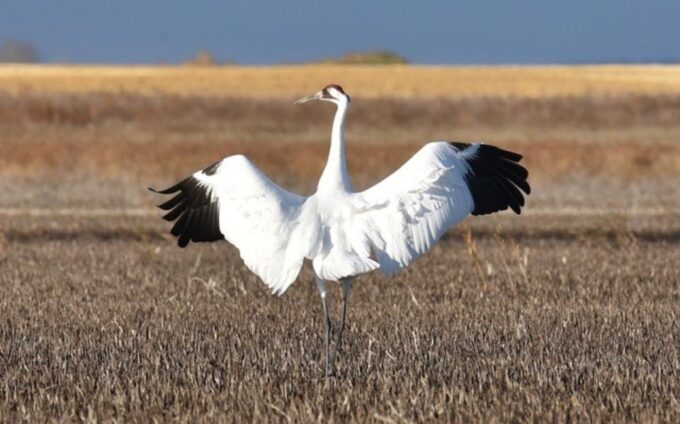 Saskatoon, Canada: 8-Hour Tour to View Whooping Cranes - Frequently Asked Questions