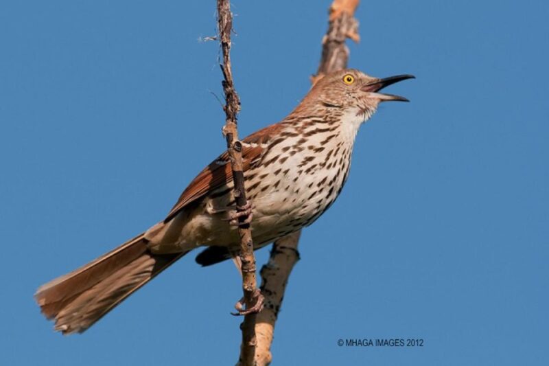 Saskatoon Riverbank Bird Walk - Itinerary Details