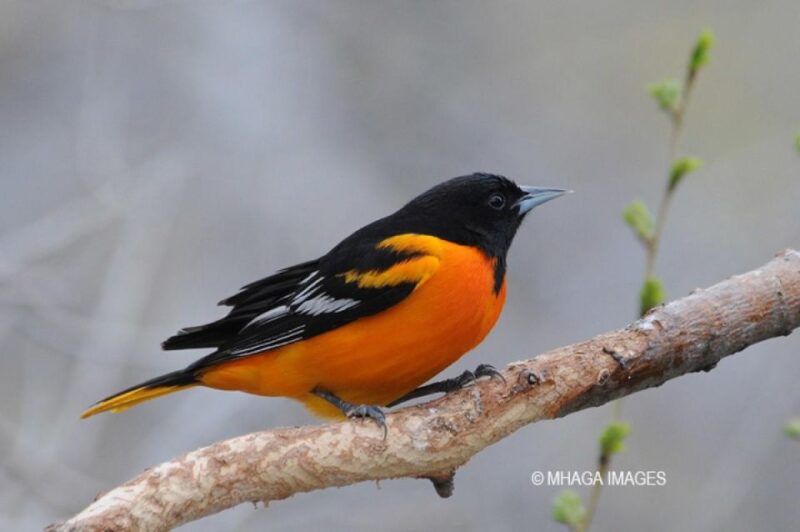 Saskatoon Riverbank Bird Walk - Inclusions