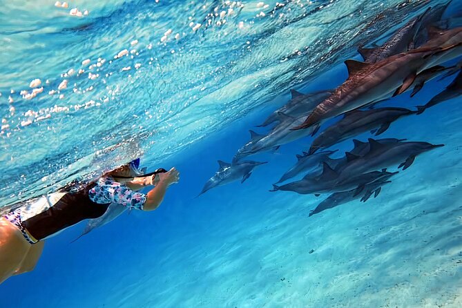 Sataya Dolphin House Snorkel Trip - Marsa Alam - Key Points