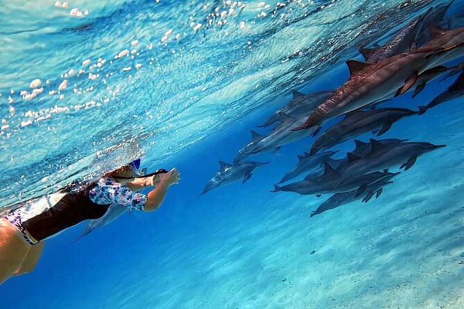 Sataya Dolphin House Snorkel Trip - Marsa Alam - Health and Safety Considerations