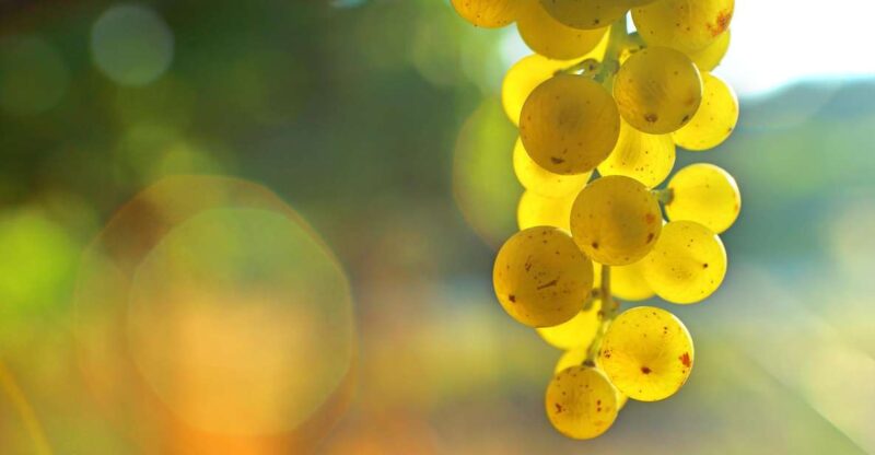 Sauternes: Sweet Wine From Bordeaux - Picturesque Sauternes Region
