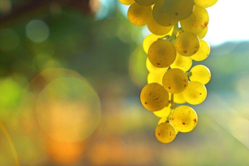 Sauternes: Sweet Wine From Bordeaux - Meeting Passionate Winemakers