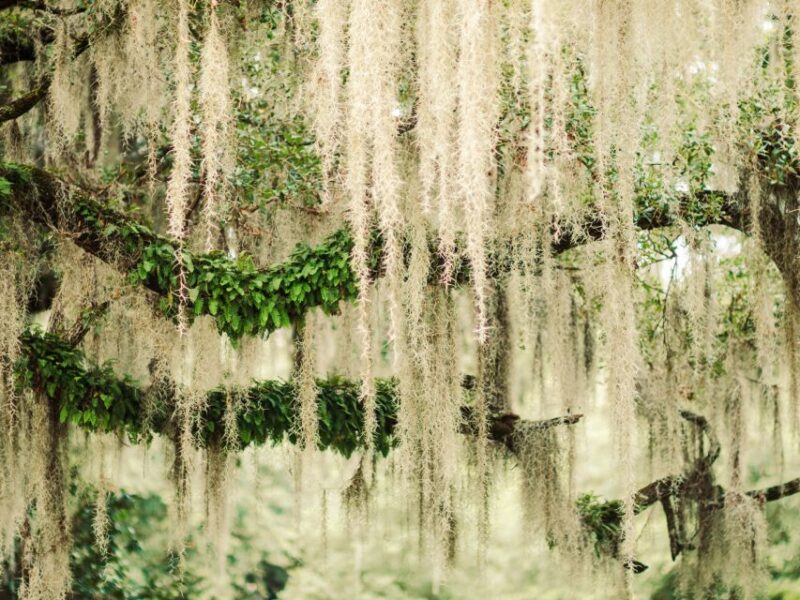 Savannah: Bonaventure Cemetery Tour - Accessibility and Requirements