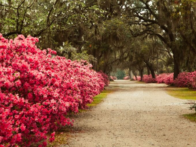 Savannah: Bonaventure Cemetery Tour - Frequently Asked Questions