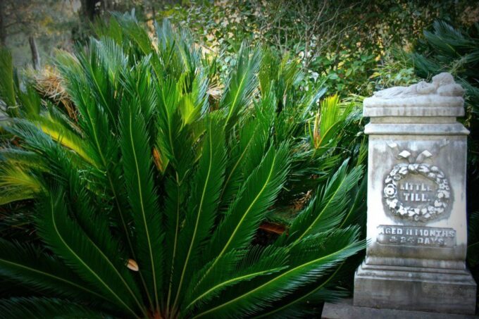 Savannah: Bonaventure Is Forever Cemetery Tour - Frequently Asked Questions