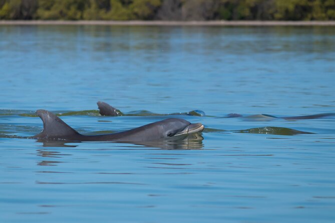 Savannah Coastal Dolphin Eco Tour - Meeting and Pickup Information