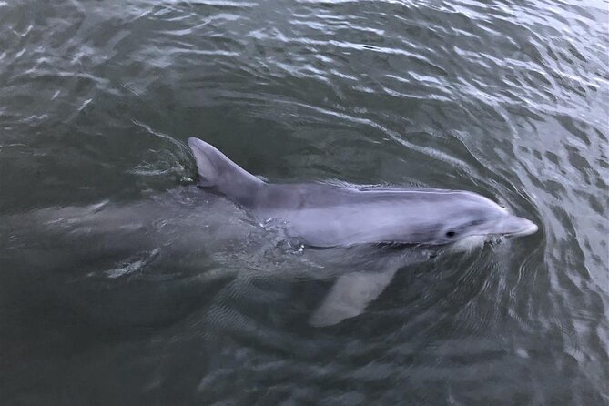 Savannah Coastal Dolphin Eco Tour - Cancellation and Booking Policies