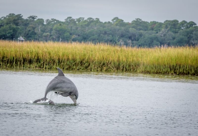 Savannah: Dolphin Spotting and Wildlife Eco Cruise - Experience Highlights
