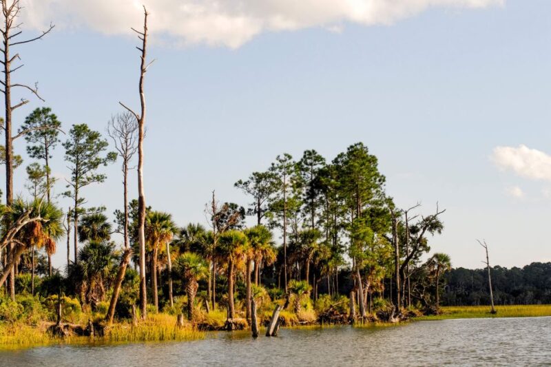 Savannah: Dolphin Spotting and Wildlife Eco Cruise - Vessel and Amenities