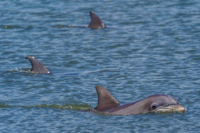Savannah: Dolphin Spotting and Wildlife Eco Cruise - Cancellation and Refund Policy