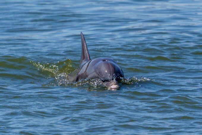 Savannah: Dolphin Spotting and Wildlife Eco Cruise - Getting to the Departure Point