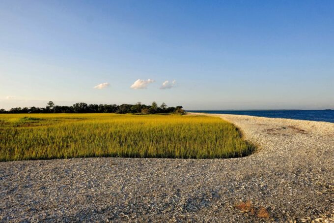 Savannah: Dolphin Spotting and Wildlife Eco Cruise - Frequently Asked Questions