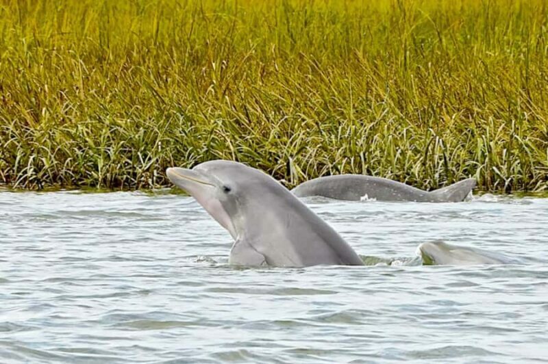 Savannah: Dolphin Spotting Eco Tour with Experienced Captain - Key Points
