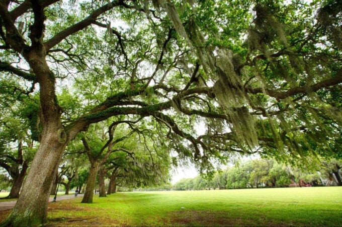 Savannah: Historical Panoramic City Tour - Customer Feedback