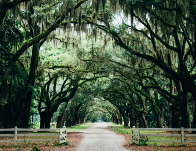 Savannah: Savory Southern Comfort Food and History Tour - Important Information