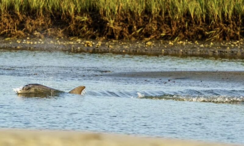 Savannah: Sunset Dolphin Watching Eco Tour by Boat - Pricing and Availability