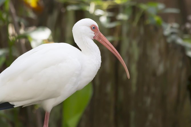 Savannah to Tybee Island With Dolphin Cruise - Just The Basics