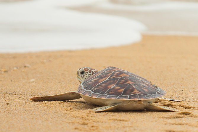 Savannah to Tybee Island With Dolphin Cruise - Tybee Island Excursion