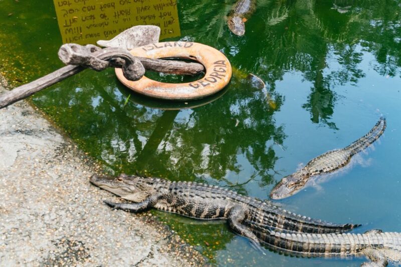 Savannah: Tybee Island Dolphin Tour - Key Points