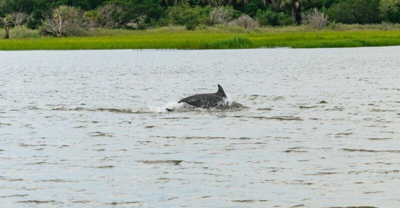 Savannah: Tybee Island Dolphin Tour - Inclusions and Exclusions