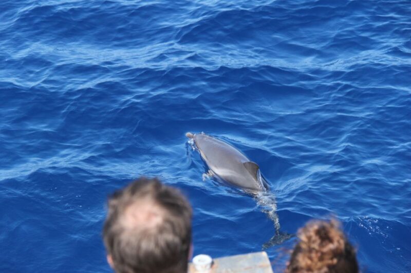 Savona: Pelagos Sanctuary Wildlife Cruise With Guide - Key Points