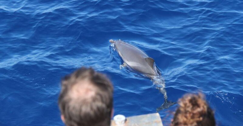 Savona: Pelagos Sanctuary Wildlife Cruise With Guide - Wildlife and Learning