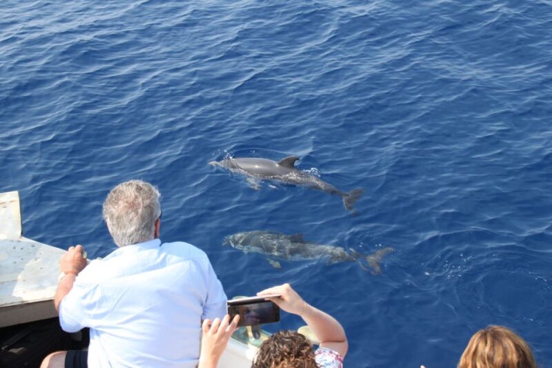 Savona: Pelagos Sanctuary Wildlife Cruise With Guide - Meeting Point and Requirements
