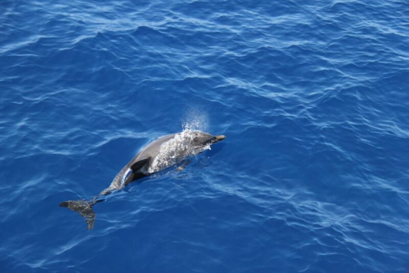 Savona: Pelagos Sanctuary Wildlife Cruise With Guide - Cancellation and Refund Policy