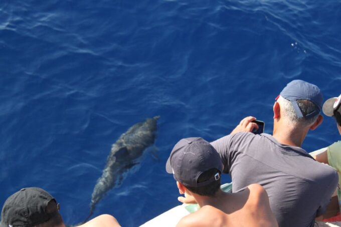 Savona: Pelagos Sanctuary Wildlife Cruise With Guide - Packing and Preparation