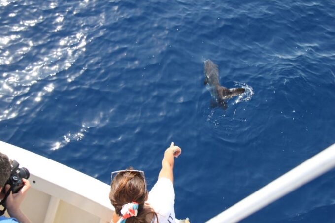 Savona: Pelagos Sanctuary Wildlife Cruise With Guide - Tour Highlights and Inclusions