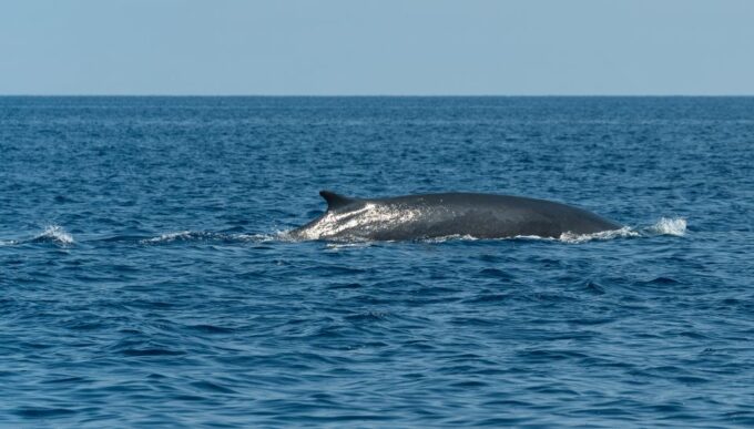 Savona: Pelagos Sanctuary Wildlife Cruise With Guide - Customer Feedback and Ratings