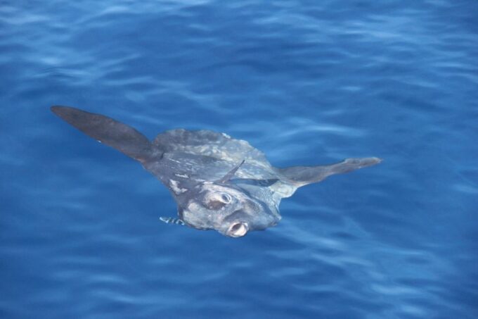 Savona: Pelagos Sanctuary Wildlife Cruise With Guide - Frequently Asked Questions