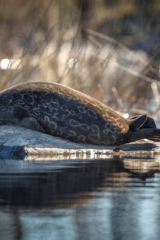 Savonlinna: Evening Photography Tour on Lake Saimaa - Good To Know