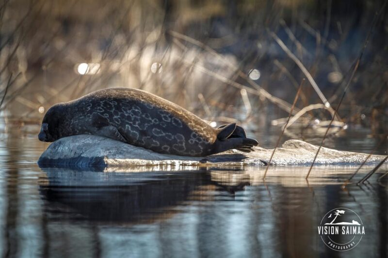Savonlinna: Evening Photography Tour on Lake Saimaa - Wildlife Observation