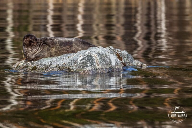 Savonlinna: Evening Photography Tour on Lake Saimaa - Meeting Point and Transportation