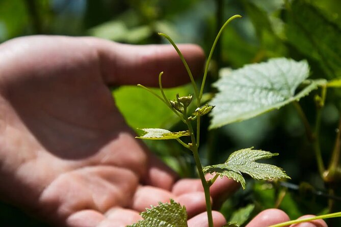 Savoring Luján De Cuyo: a Culinary and Wine Exploration - Gourmet Lunch Experience