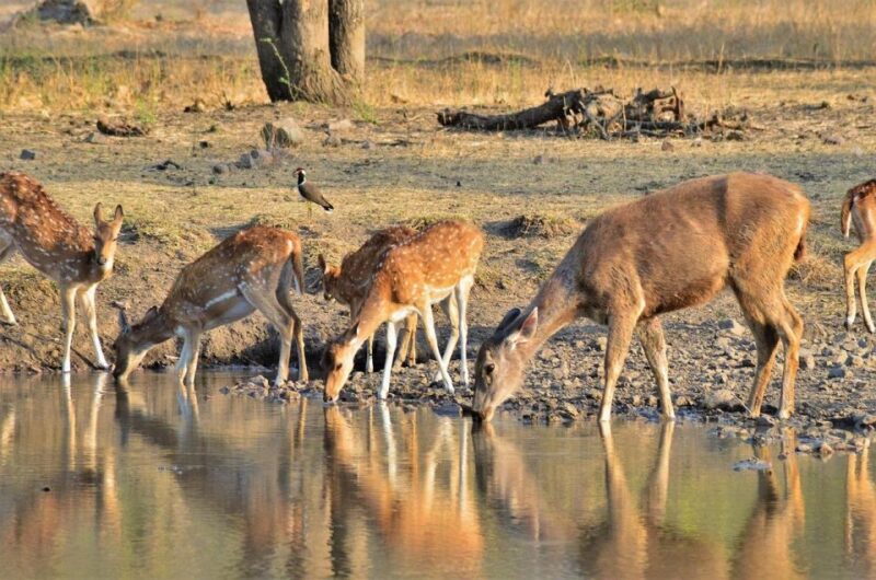 Sawai Madhopur: Ranthambore Guided Safari Trip - Key Points