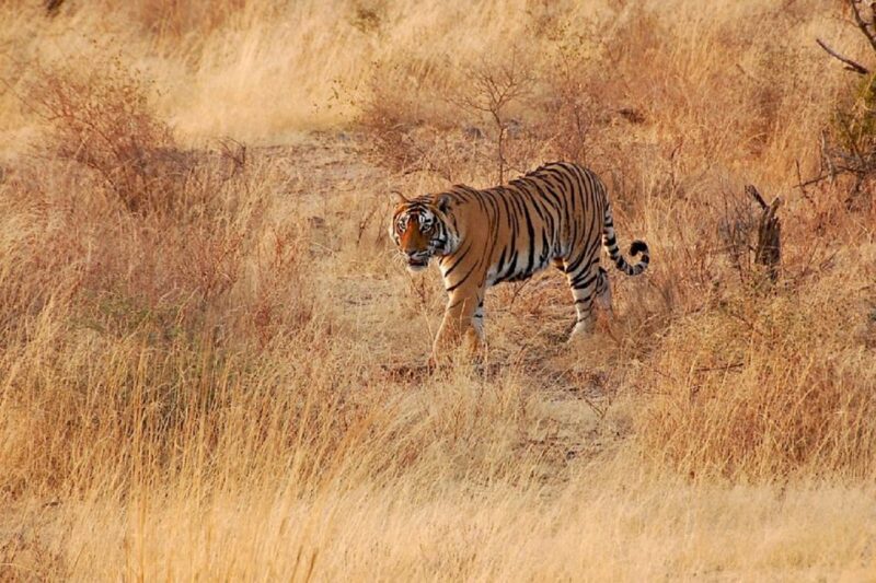 Sawai Madhopur: Ranthambore Guided Safari Trip - Booking Information