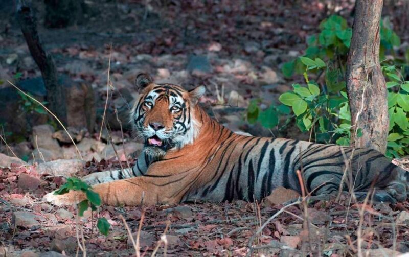 Sawai Madhopur: Ranthambore Guided Safari Trip - Inclusions and Exclusions