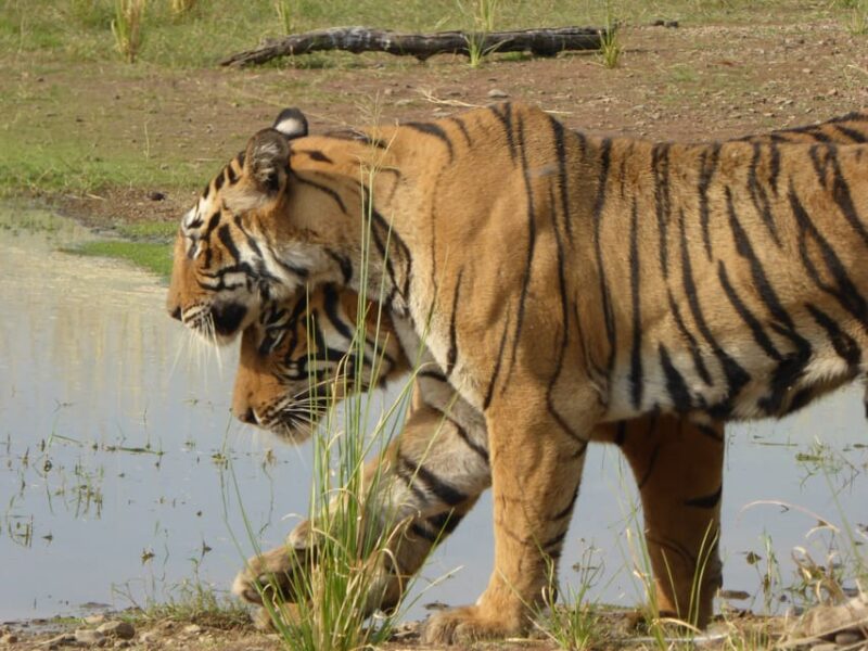 Sawai Madhopur: Ranthambore National Park Safari - Wildlife Spotting
