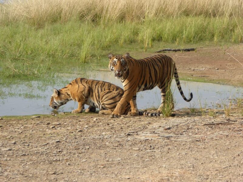 Sawai Madhopur: Ranthambore National Park Safari - Safari Options