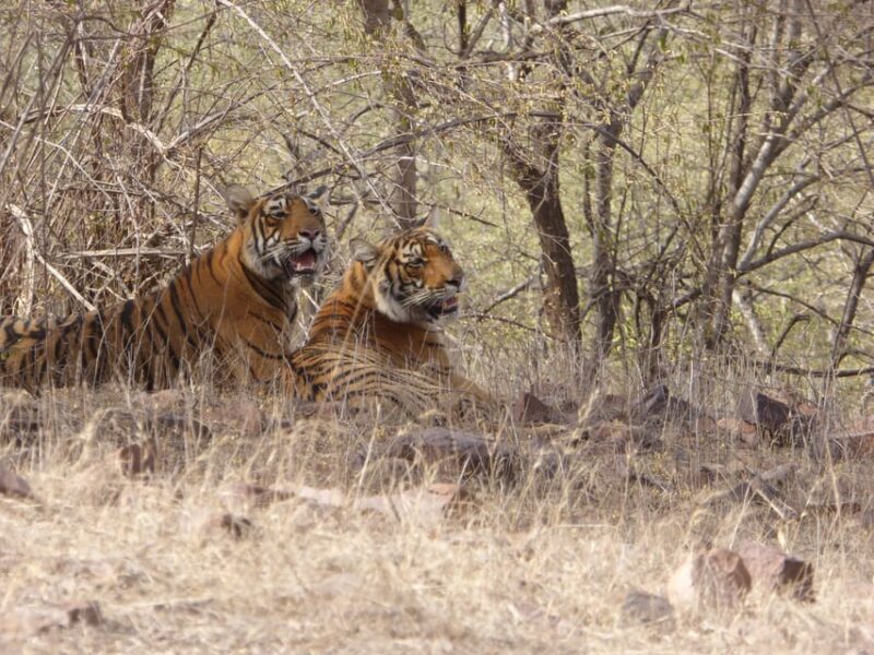 Sawai Madhopur: Ranthambore National Park Safari - Guided Tours