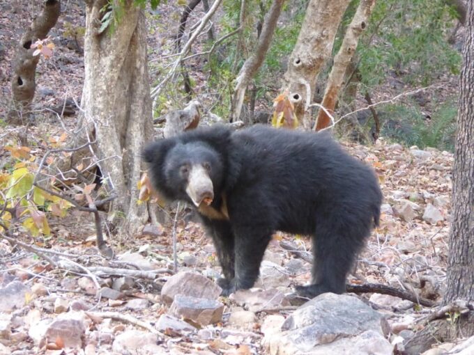 Sawai Madhopur: Ranthambore National Park Safari - Inclusions and Restrictions