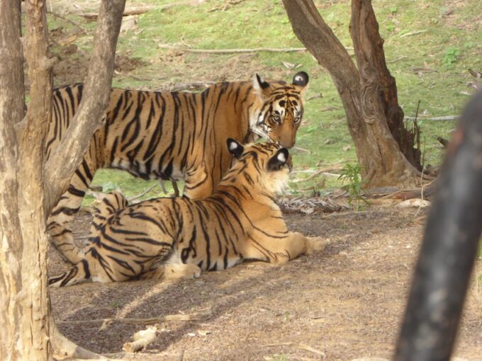 Sawai Madhopur: Ranthambore National Park Safari - Frequently Asked Questions