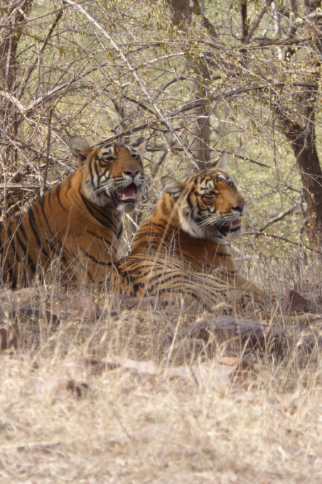 Sawai Madhopur: Ranthambore National Park Safari - Recap
