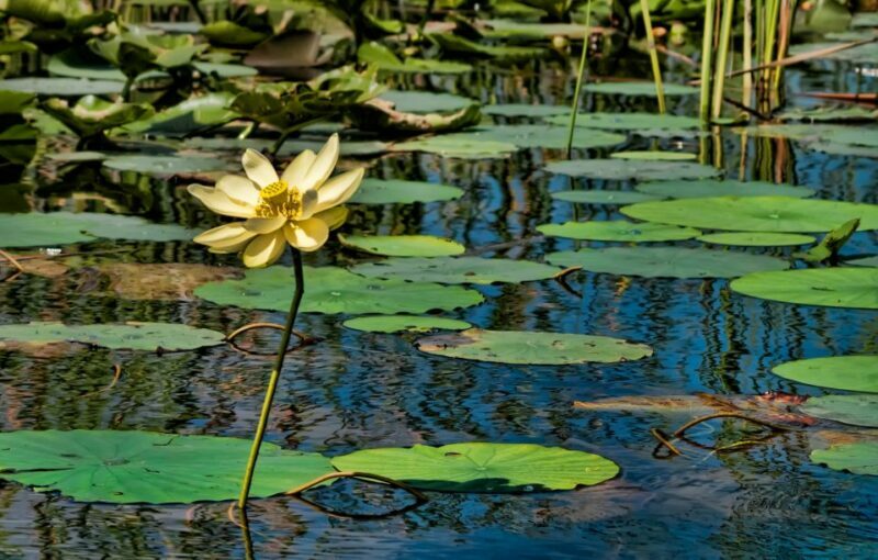 Sawgrass Park: Private 1-Hour Airboat Adventure Tour - Key Points