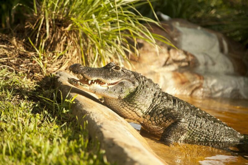 Sawgrass Park: Private 1-Hour Airboat Adventure Tour - Navigating the Itinerary: What to Expect