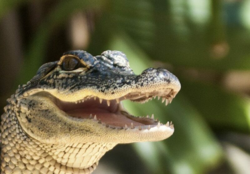 Sawgrass Park: Private 1-Hour Airboat Adventure Tour - The Sum Up: Who Is This Tour Best For?